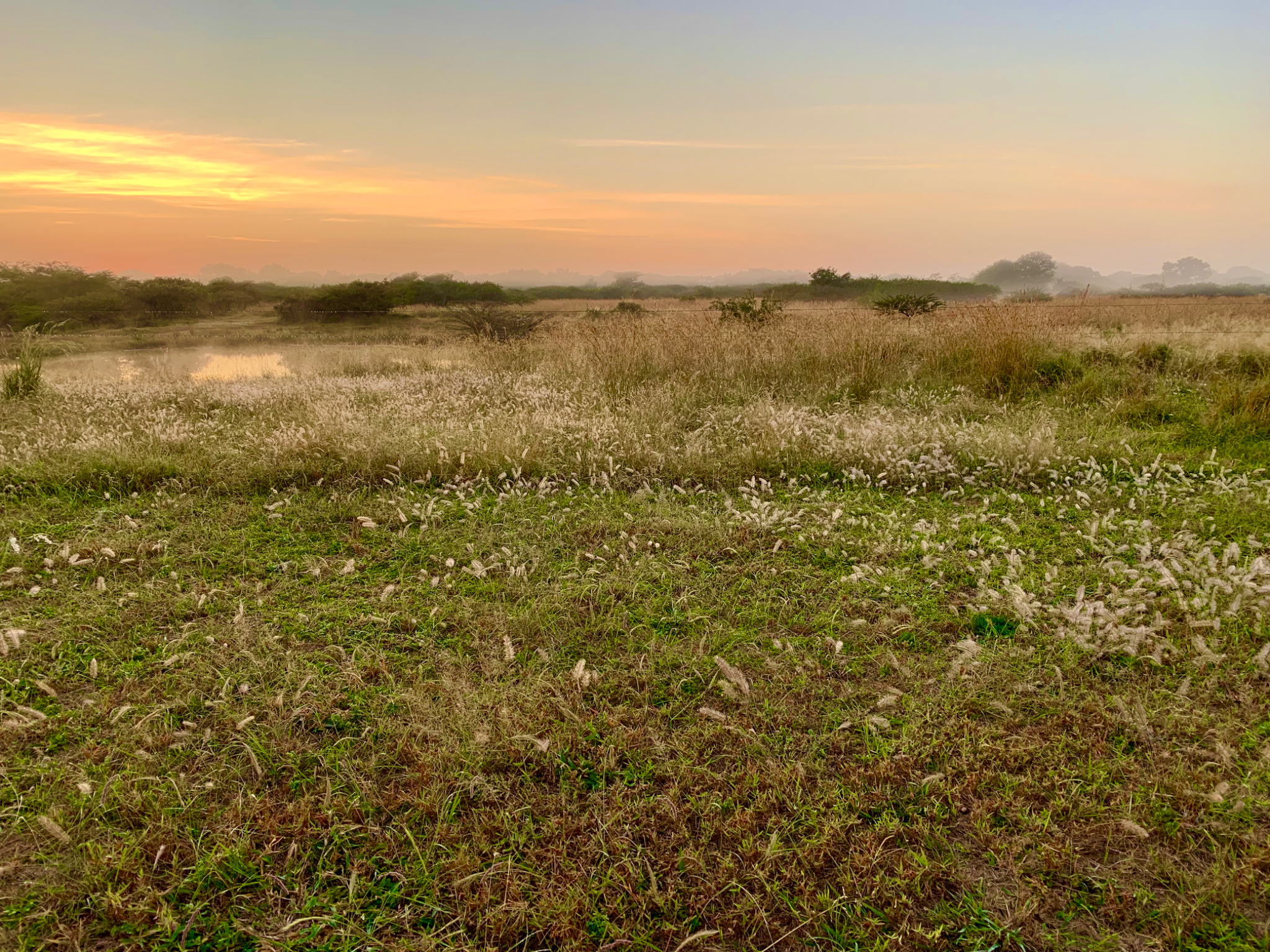 Phinda Landscape